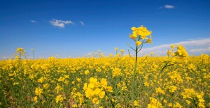 canola2